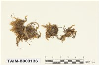 藏品(棉苔科)的圖片